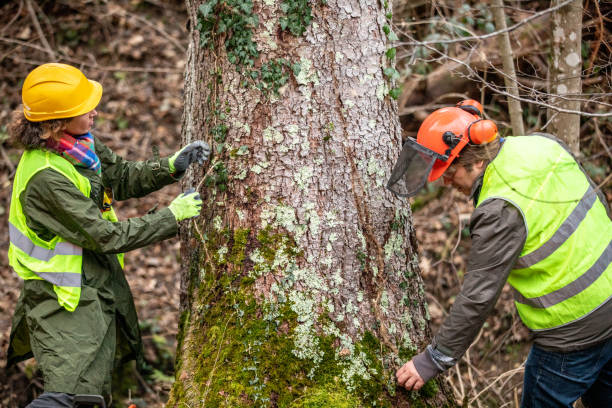 Best Storm Damage Tree Cleanup  in Monette, AR