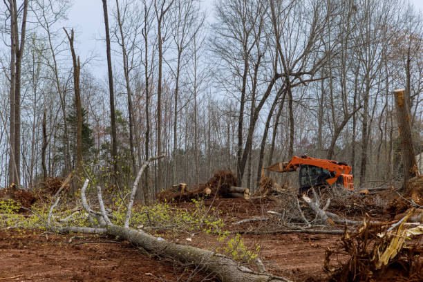 Best Tree and Shrub Care  in Monette, AR